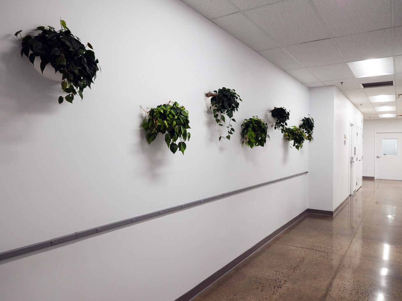A large hallway with plants on the walls that leads to office spaces